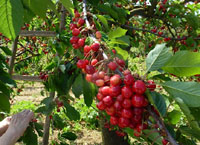vineyard cherry
